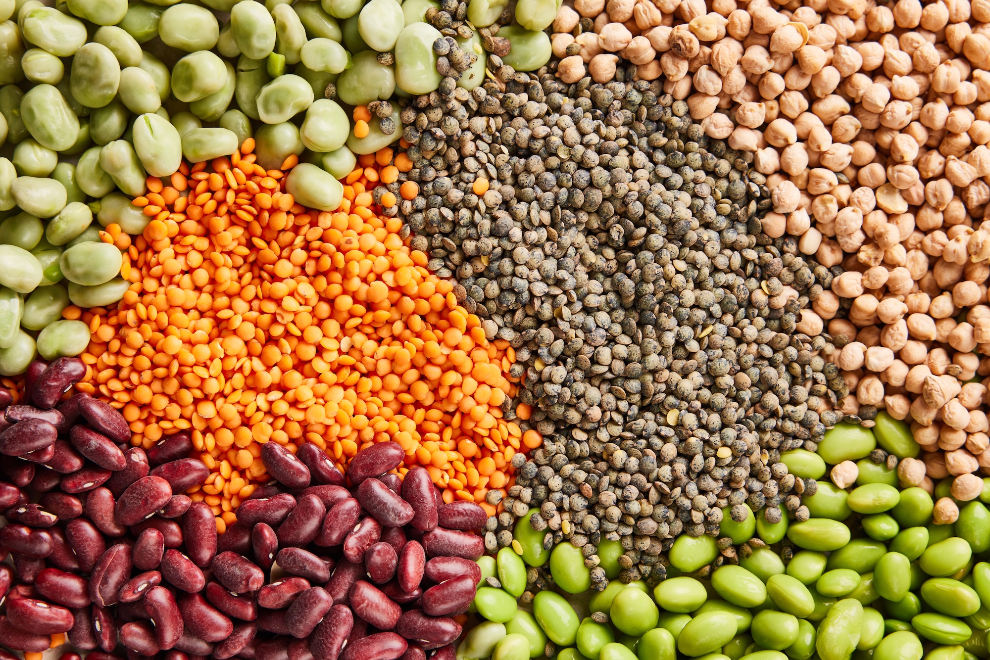 De teelt van bonen op Hollandse bodem zit weer in de lift (foto door: BEANMEAL)